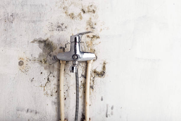 Best Toxic Mold Removal  in Sparta, WI