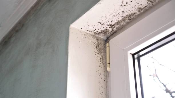 Best Toxic Mold Removal  in Sparta, WI