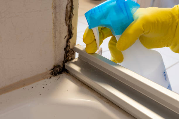 Best Mold Damage Repair  in Sparta, WI