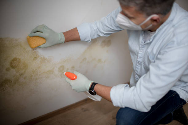 Best Commercial Mold Removal  in Sparta, WI