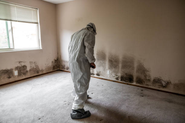 Certified Mold Removal in Sparta, WI