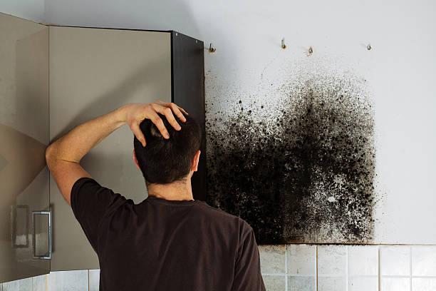 Best Certified Mold Removal  in Sparta, WI